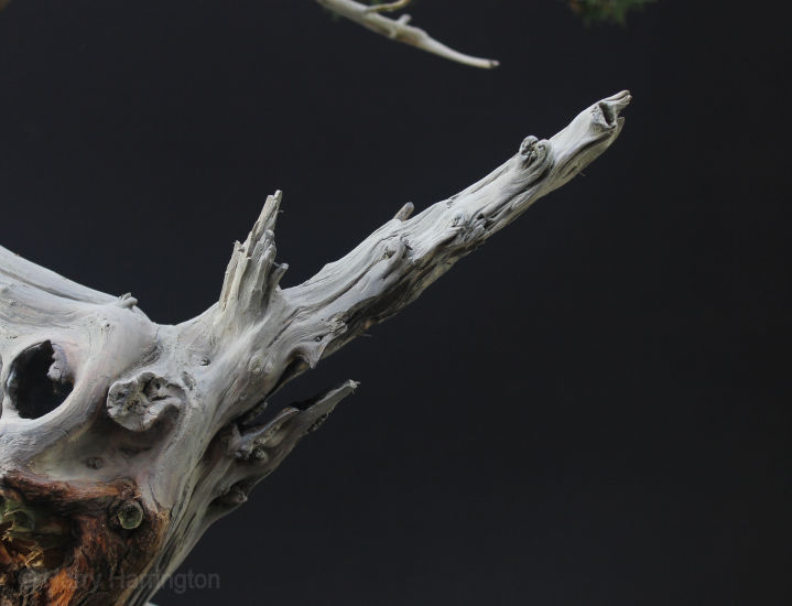 san jose juniper bonsai